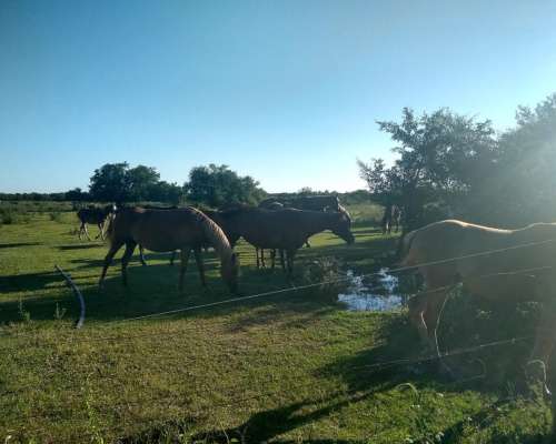 Recibo Hacienda en Capitalización