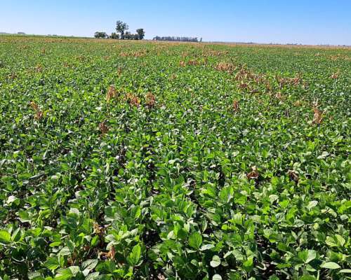 90 Ha Mixtas - los Quirquinchos - 64 Agricolas 26 Ganaderas