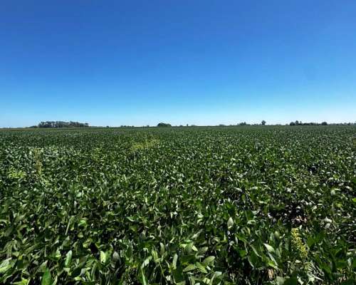 110 Hectáreas Agrícolas Pergamino