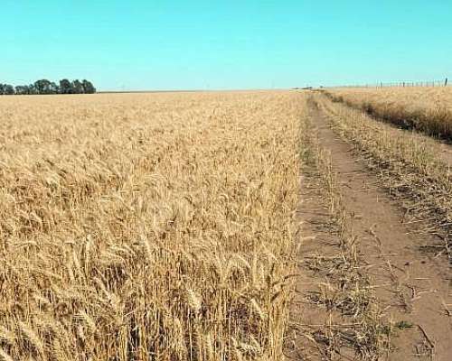 1.265 Ha Cabildo, Bahia Blanca