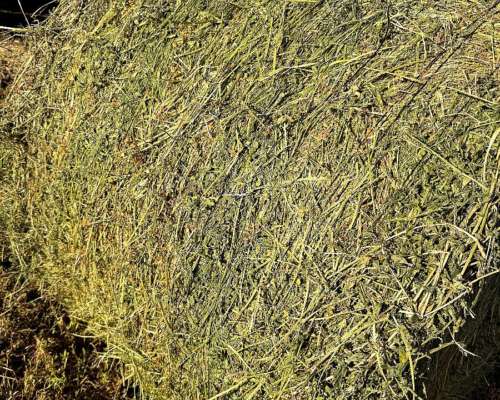 Rollos de Alfalfa de 400 Kilos 1.55m de Diámetro