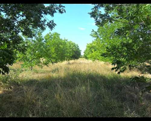 Campo de 36 Has con 9 Has de Nuez Pecan