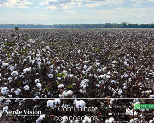 350 Has en Venta - Pcia del Chaco, Machagai