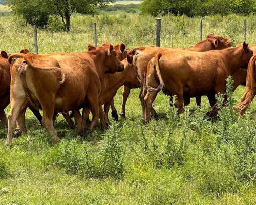 Venta de Toros Limangus