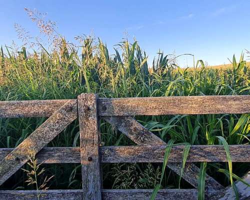 La Esquina (san Luis) 300 Has Agricolas