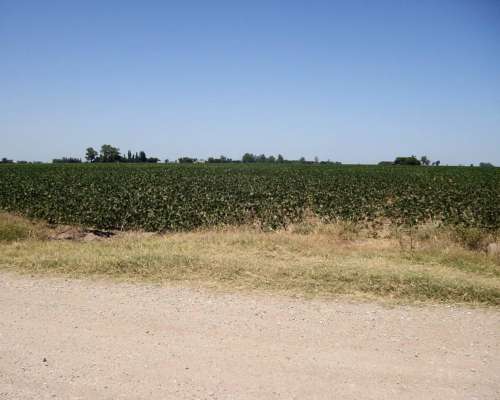 Campo 100 % Agricola - Casilda