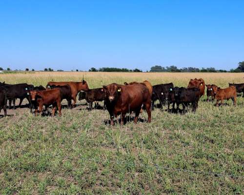 Venta de Terneros Angus 210 Kg