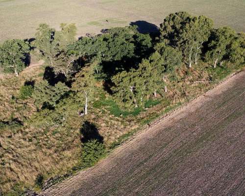 20 Ha Agricolas en Roque Pérez (BS AS)