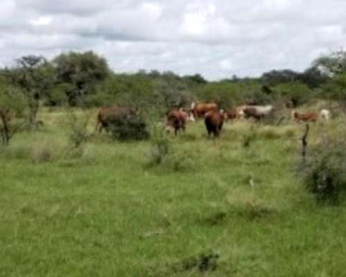 Estancia de 24600 Hectáreas