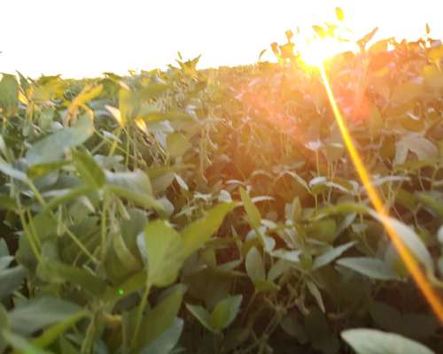 Bovril y Colonia Avigdor Entre Rios Campo Agricola