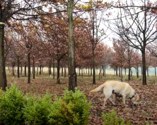 Trufa Negra - Venta de Plantines Micorrizados - Sustratos