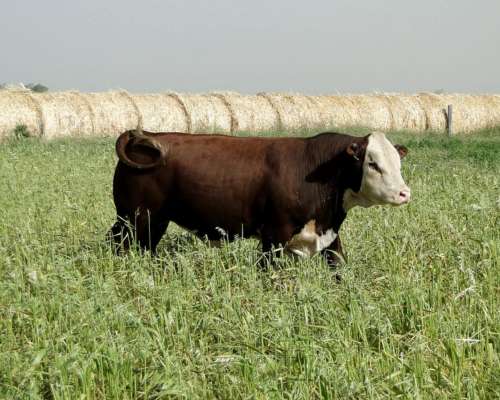 Toro Hereford Puro de Pedrigue