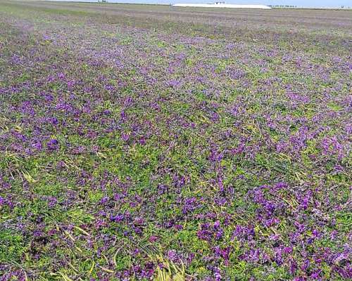 714 HA, en la Cesira