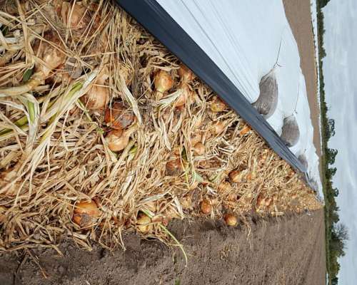 Sudoeste Pcia BS AS Campo Bajo Riego