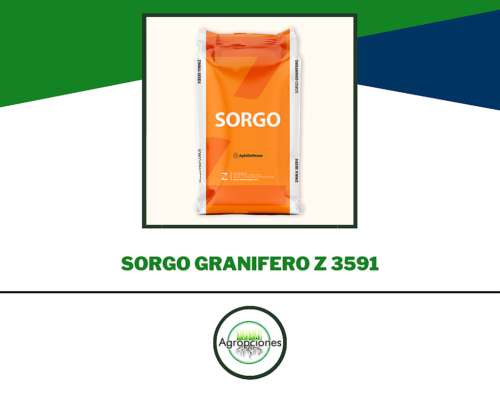Sorgo Granifero Z 3591 / Tolerante a Pulgo Amarillo