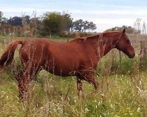 Vendo Caballo Manso (pato/polo)