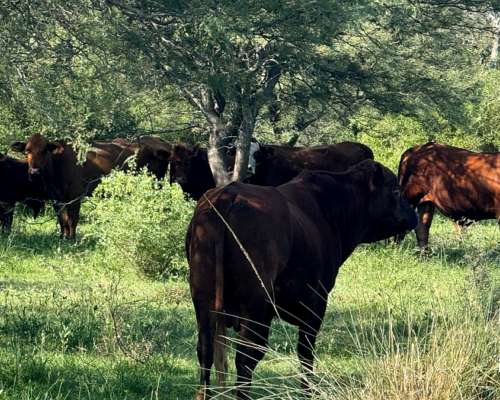 Alquiler Campo Ganadero de 92,56 Ha en Grutly