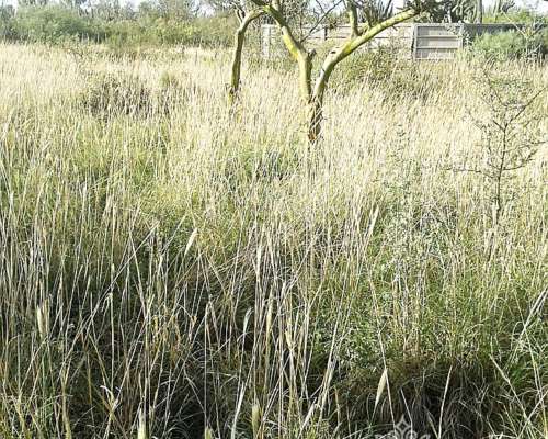 Campo Ganadero 5900 Has. Chañar. la Rioja