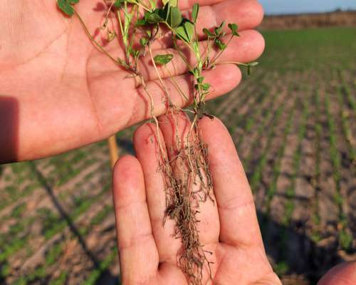 Alfalfas WL - WL 828