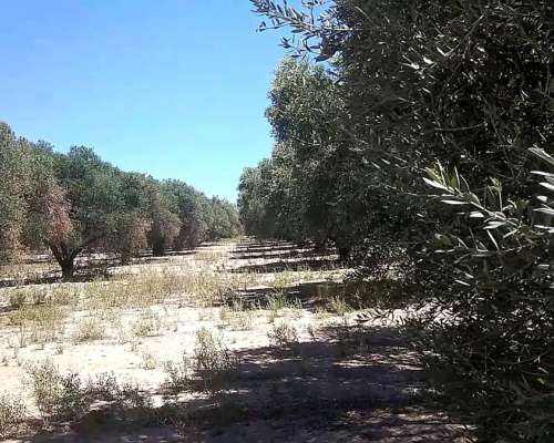 Linda Finca con Producción para Aceite ,5,6 Hectáreas
