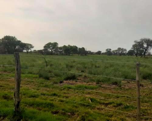 Dueño Vende Campo Gato Colorado Agricola Ganadero