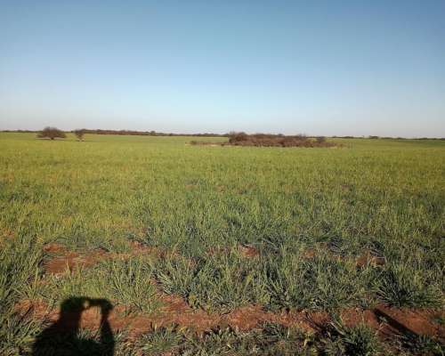 1600ha en Doblas la Pampa