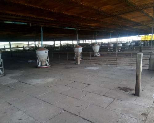 Criadero de Cerdos 300 Madres