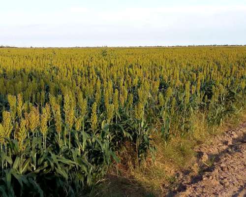 1480 Has Agricolas en Malbran Sobre Ripio