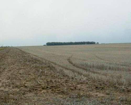 Coronel Dorrego, Buenos Aires - 1.748 Ha