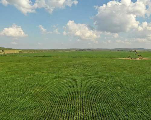 San Pedro Norte, Córdoba - 3068 Ha