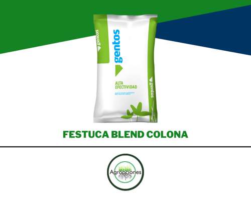 Semilla de Festuca Colona - Semillero Gentos