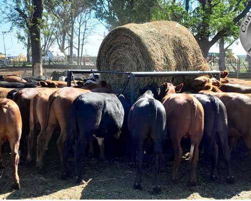 Pasteras Porta Rollos Moviles