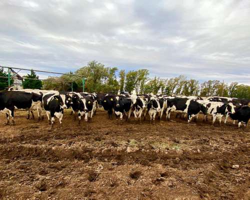 Tambo:comercializamos Rodeos Lecheros Holando y SUS Cruzas