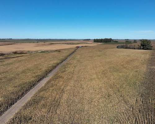 Pehuajó, Buenos Aires - 2.422 Ha