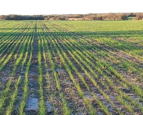 Campo Agricola Entre Rios