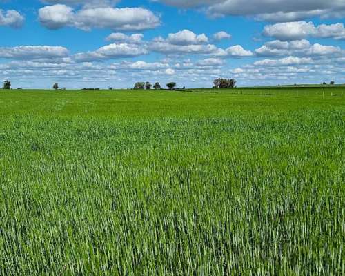 Mil Doscientas Has Campo Mixto Villaguay Entre Ríos