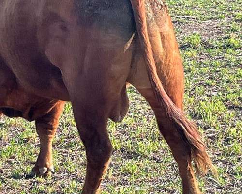 Toros Limangus Colorados Mansos de 2 y 3 Años