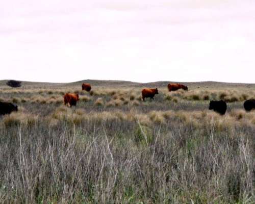 Venta de Campo Ganadero 5000 Has Utracán, la Pampa