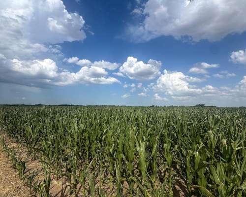 Campo de 180 Hectáreas Agrícolas