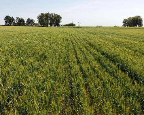60 Hectáreas Agrícolas Sobre Ripio, Gualeguaychú.