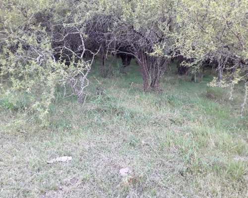 Campo Mixto 286 Hectareas