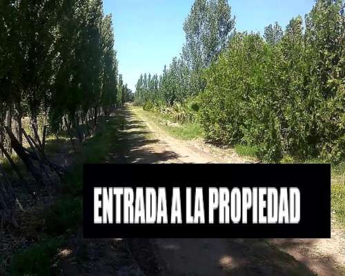 Linda Finca con Producción para Aceite ,5,6 Hectáreas