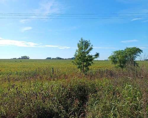 Campo 9 de Julio 880 Has