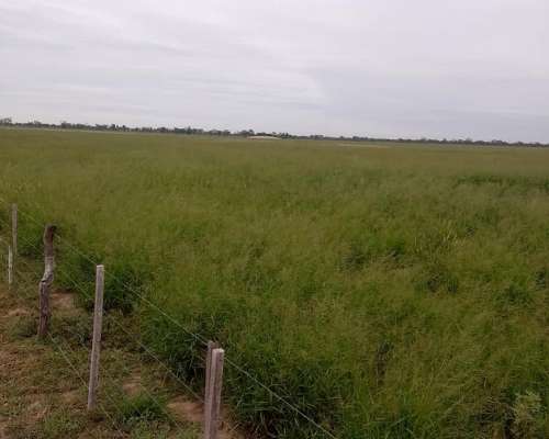 Venta. 350 Has Agrícolas en Vilelas.