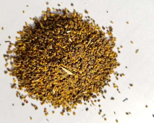 Semilla de Melilotus Alba