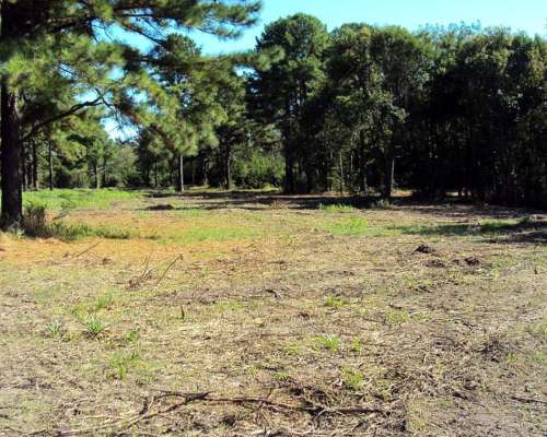 22 Ha Arboladas en Andino