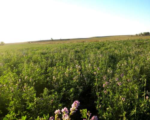 73ha en Camersa MZA con Riego y Alfalfas