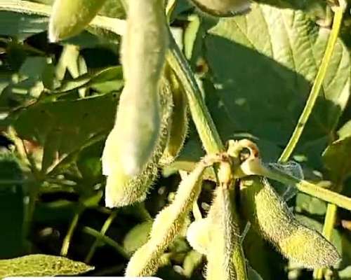 Soja NO GMO Fiscalizada la Manuela 448