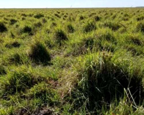 Estancia de 14000 Hectareas Corrientes