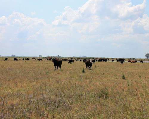 Ba3204 Venta 1800 Has. Mixto las Flores Buenos Aires